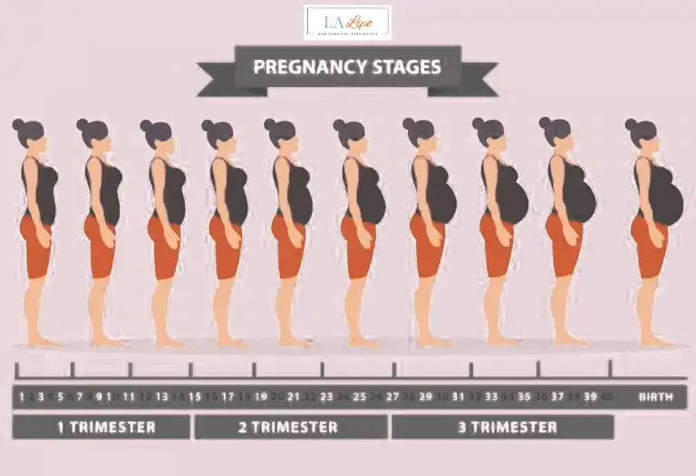 First Trimester (Weeks 1–12): Early Changes You Might Not Notice Wakefield